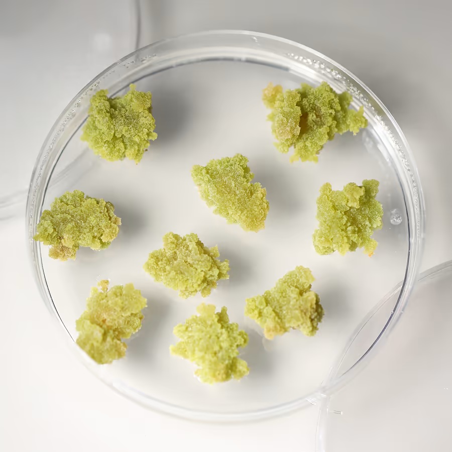 Cellules souches végétales